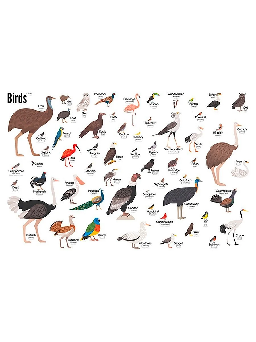 Птицы на английском языке