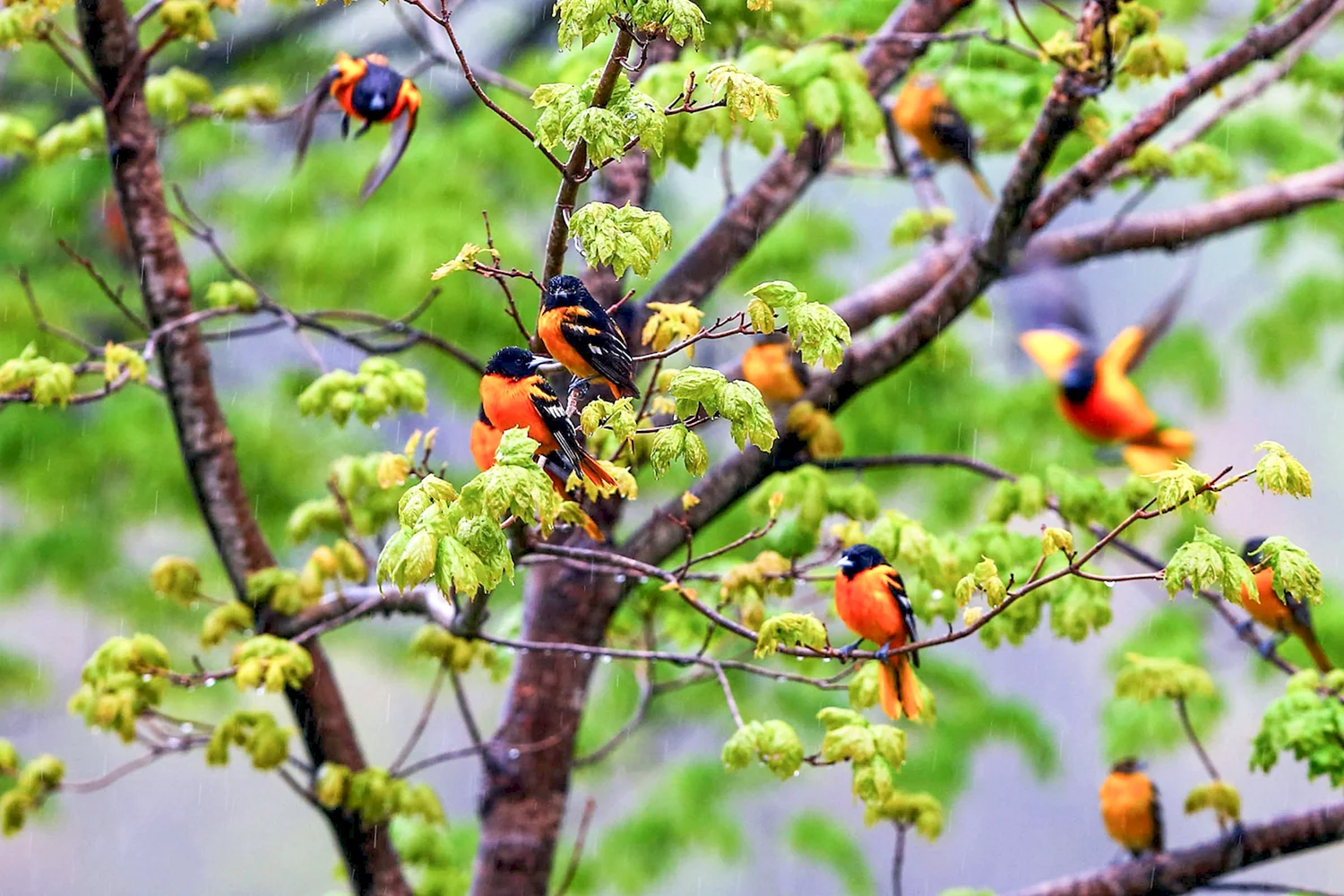 Птицы на дереве летом