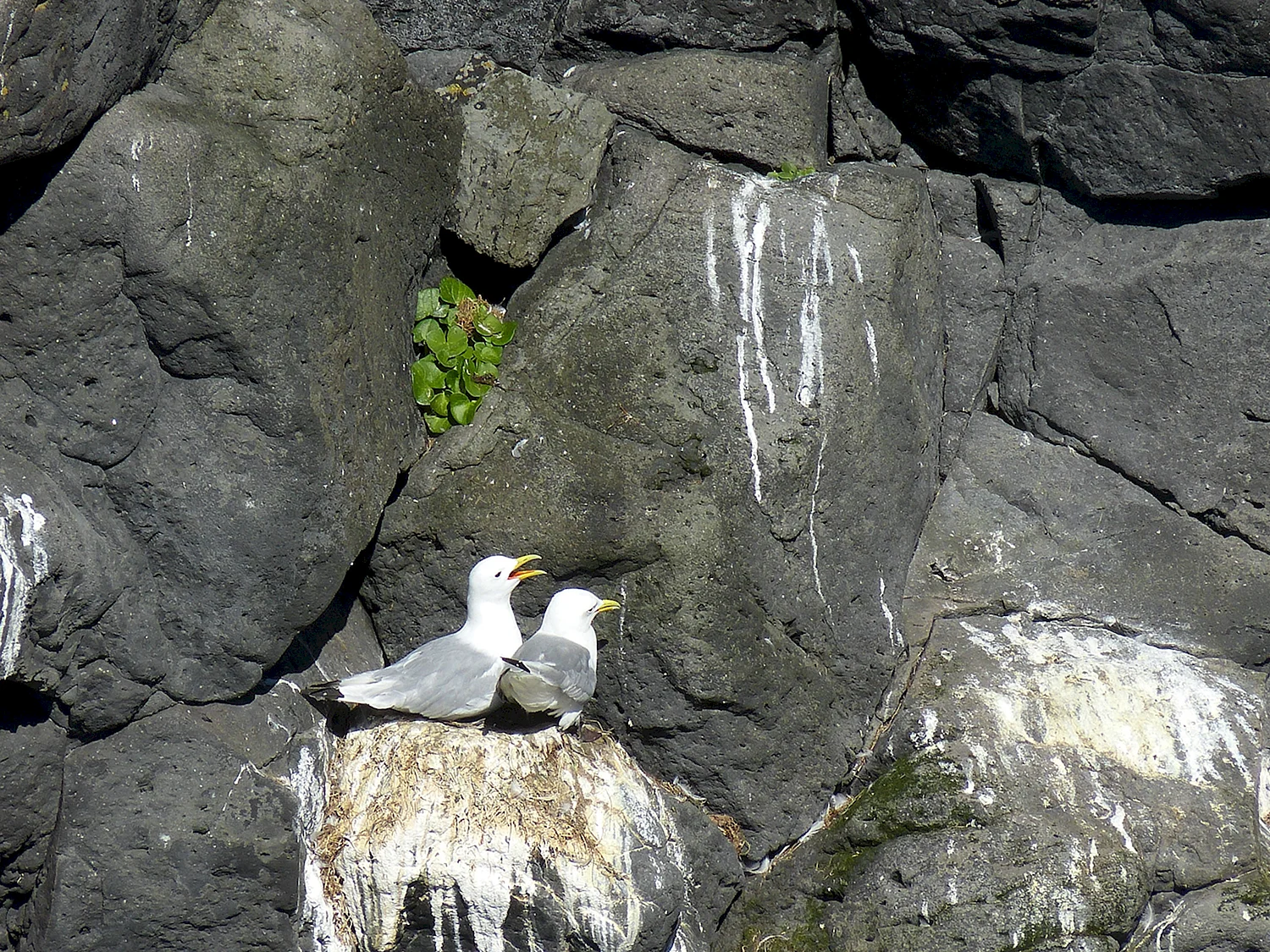 Птицы на скалах