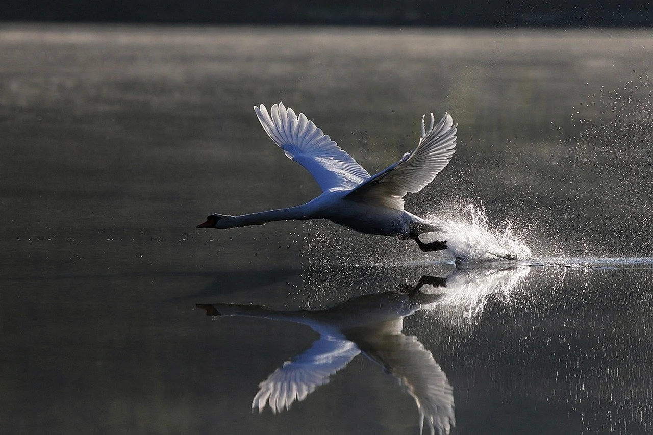 Птицы над озером