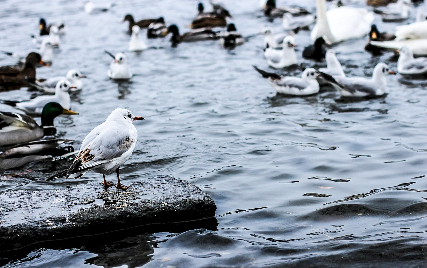 Птицы Онежского озера