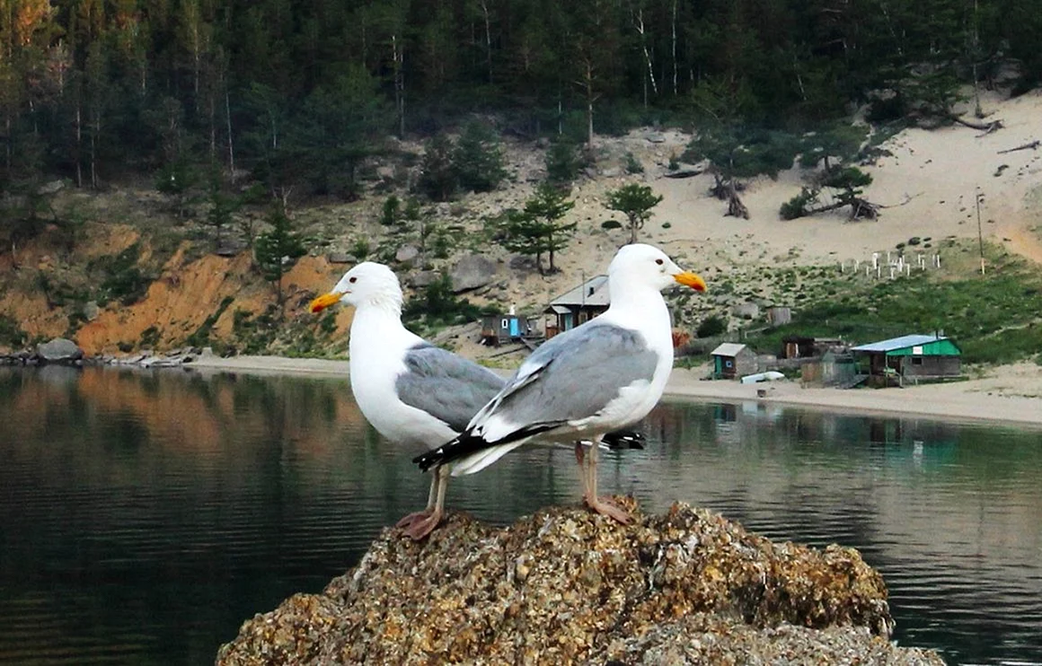 Птицы озера Байкал