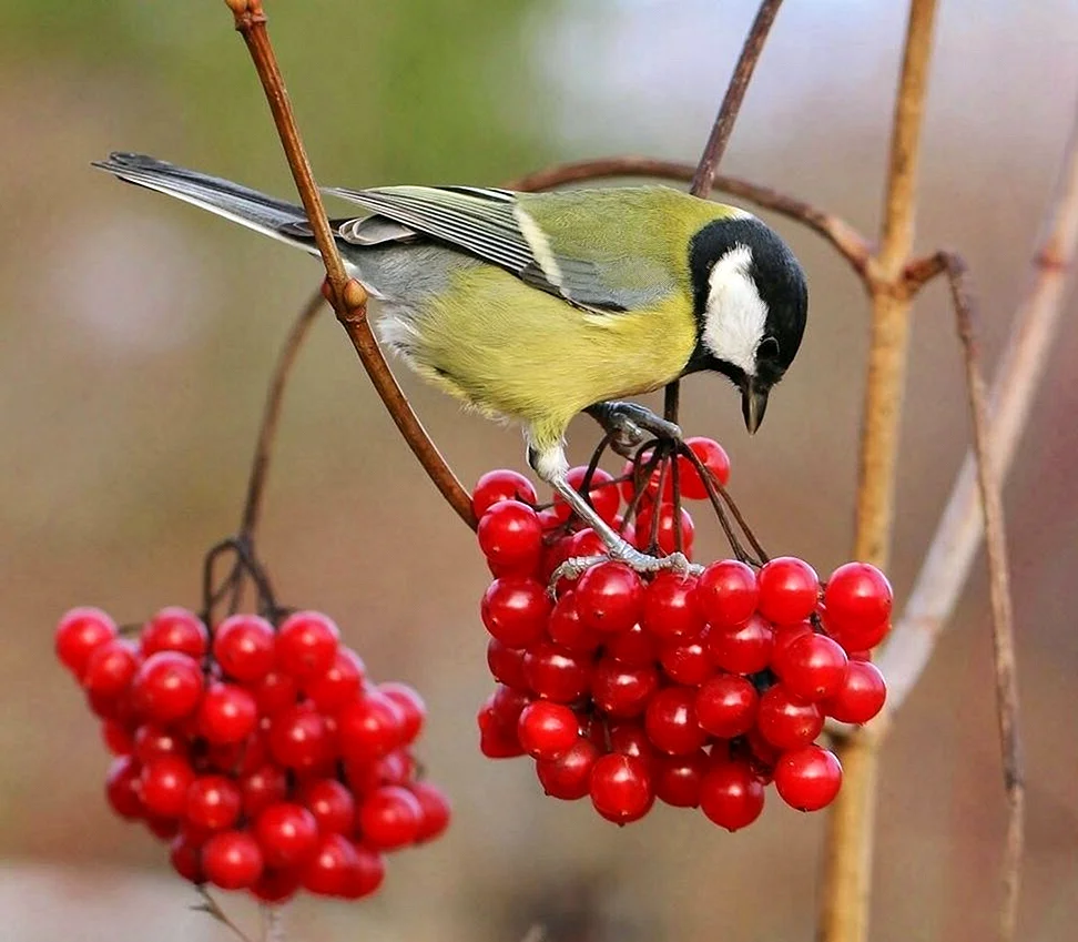 Птицы питающиеся ягодами