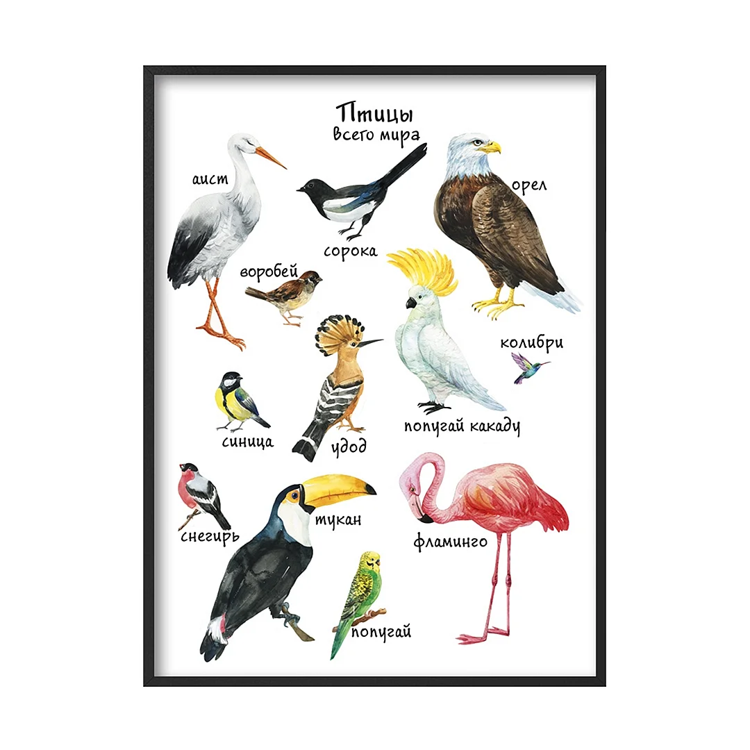 Птицы плакат для дошкольников