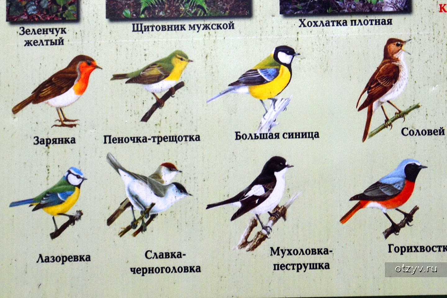 Птицы Подмосковья с названиями