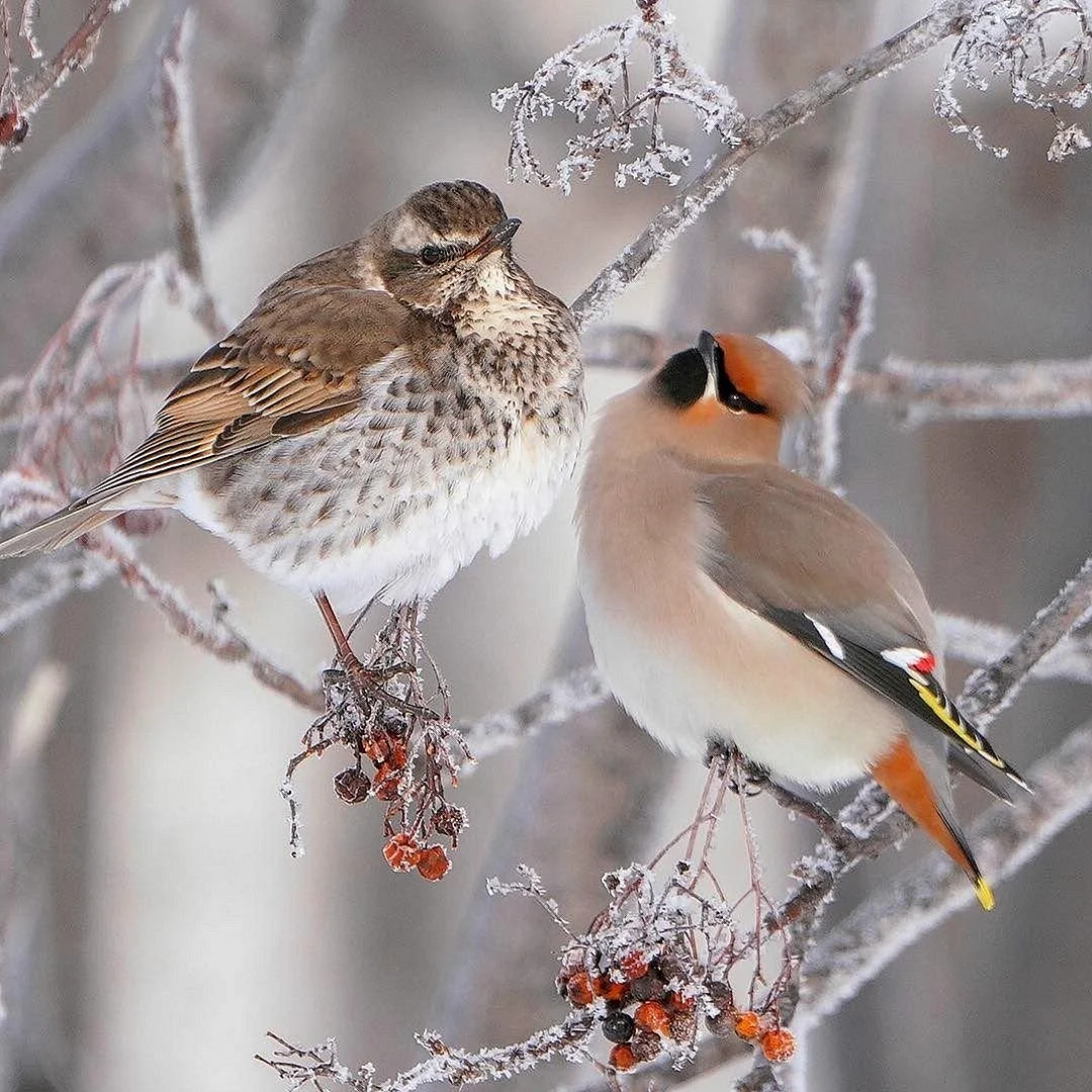Птицы Подмосковья зимой