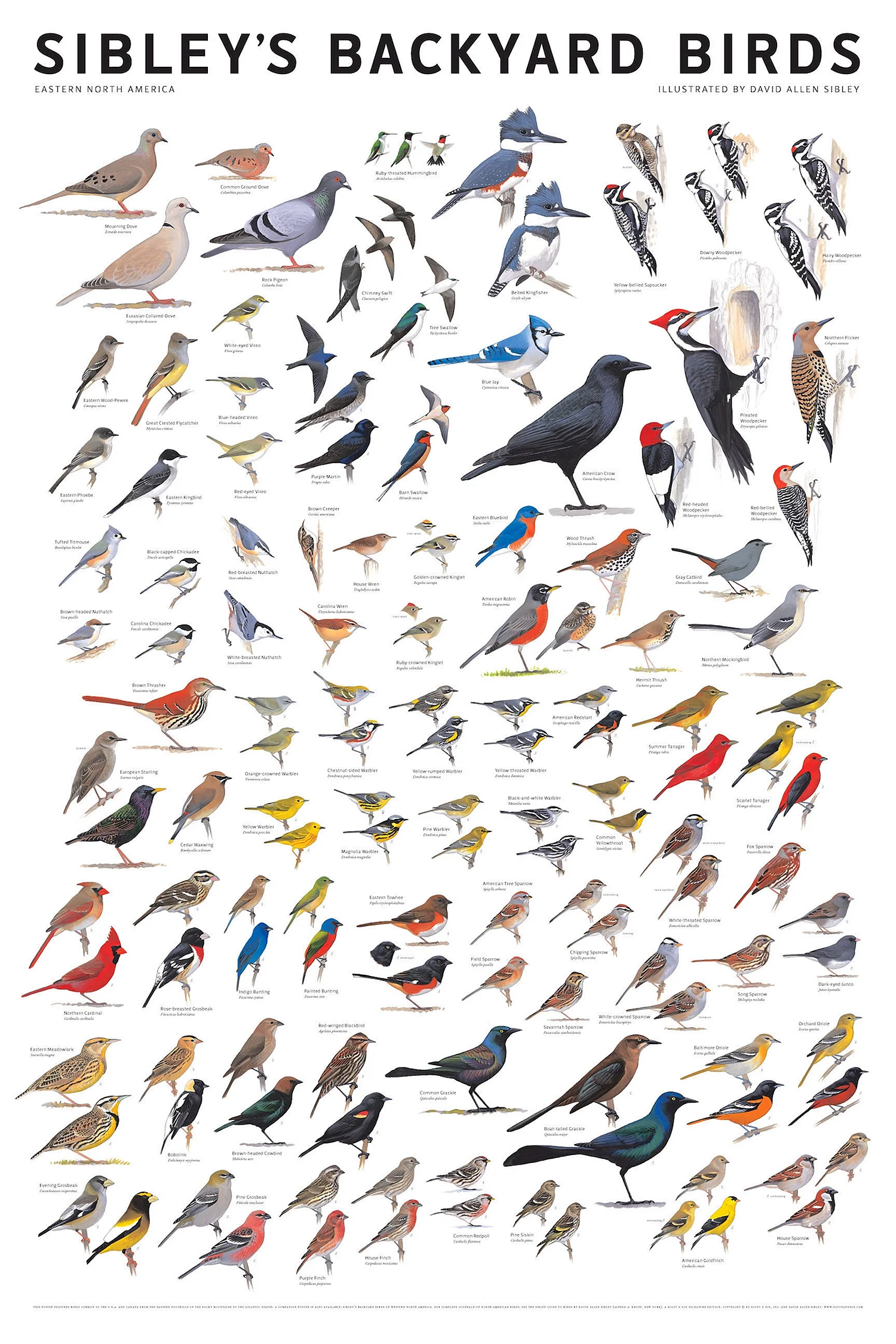 Крупные птицы средней полосы россии - 50 фото