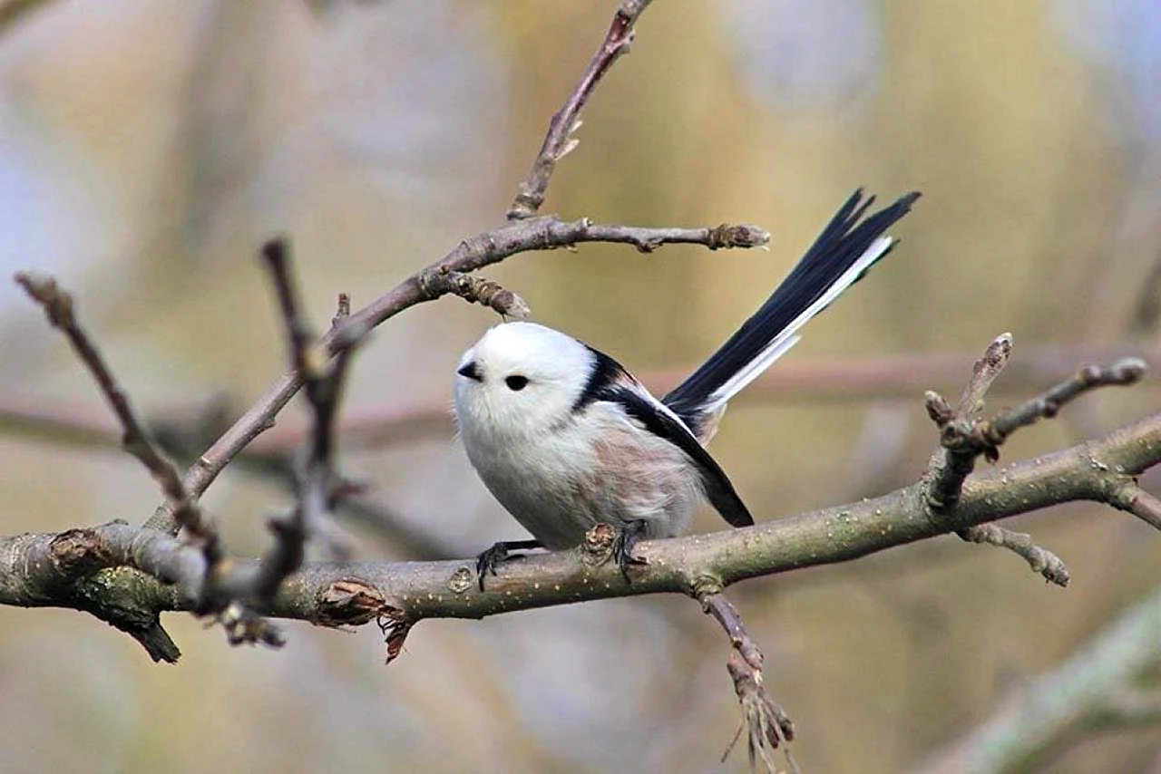 Птицы Украины с длинным хвостом