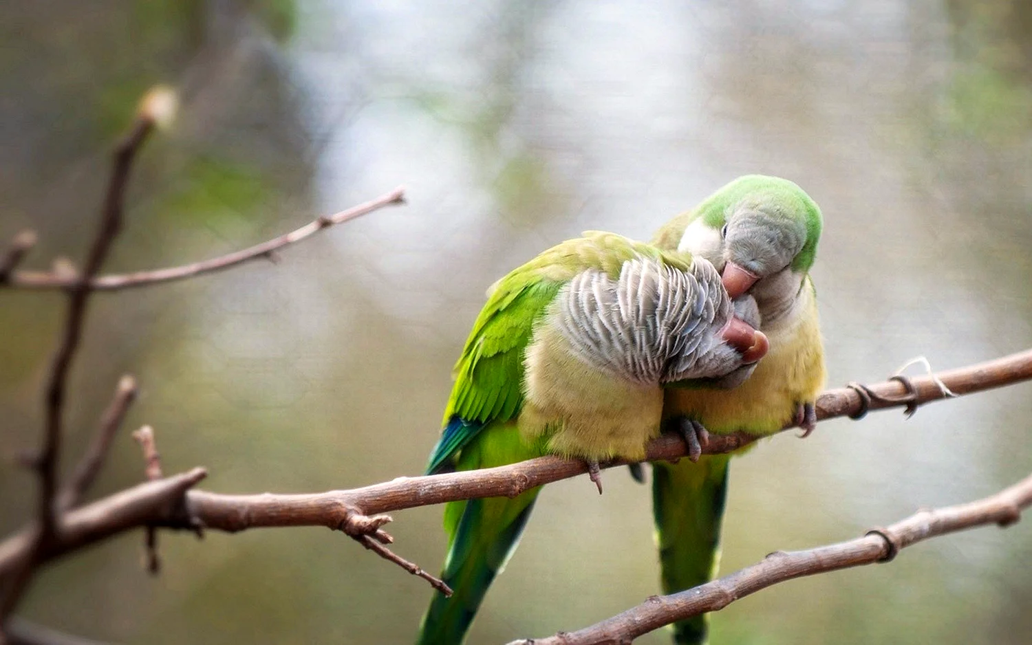 Птицы в брачный период