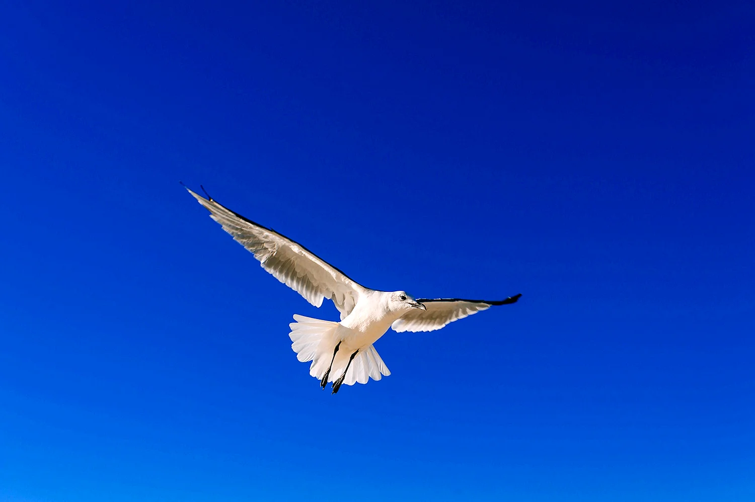 Птицы в голубом небе