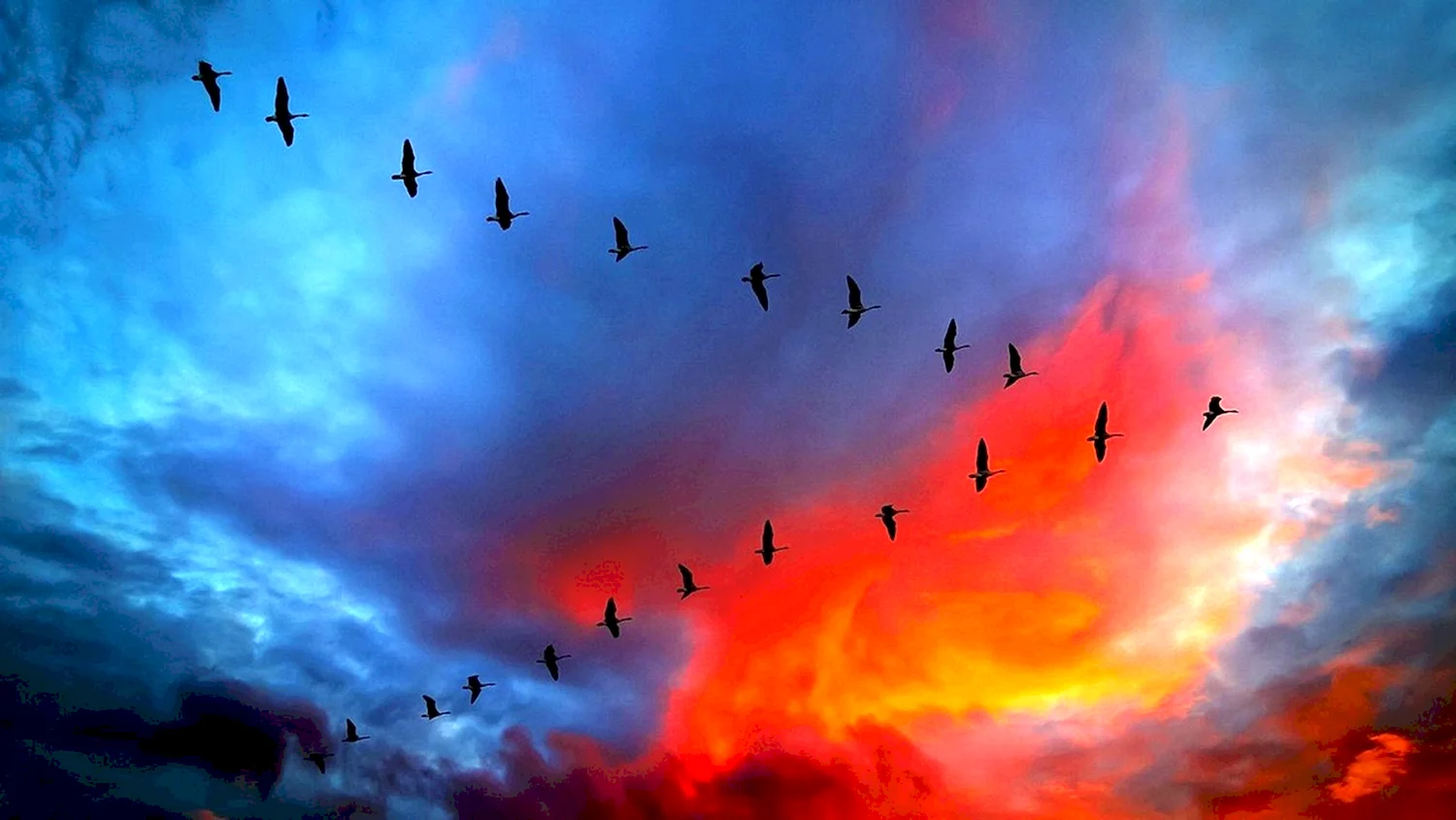 Птицы в небе