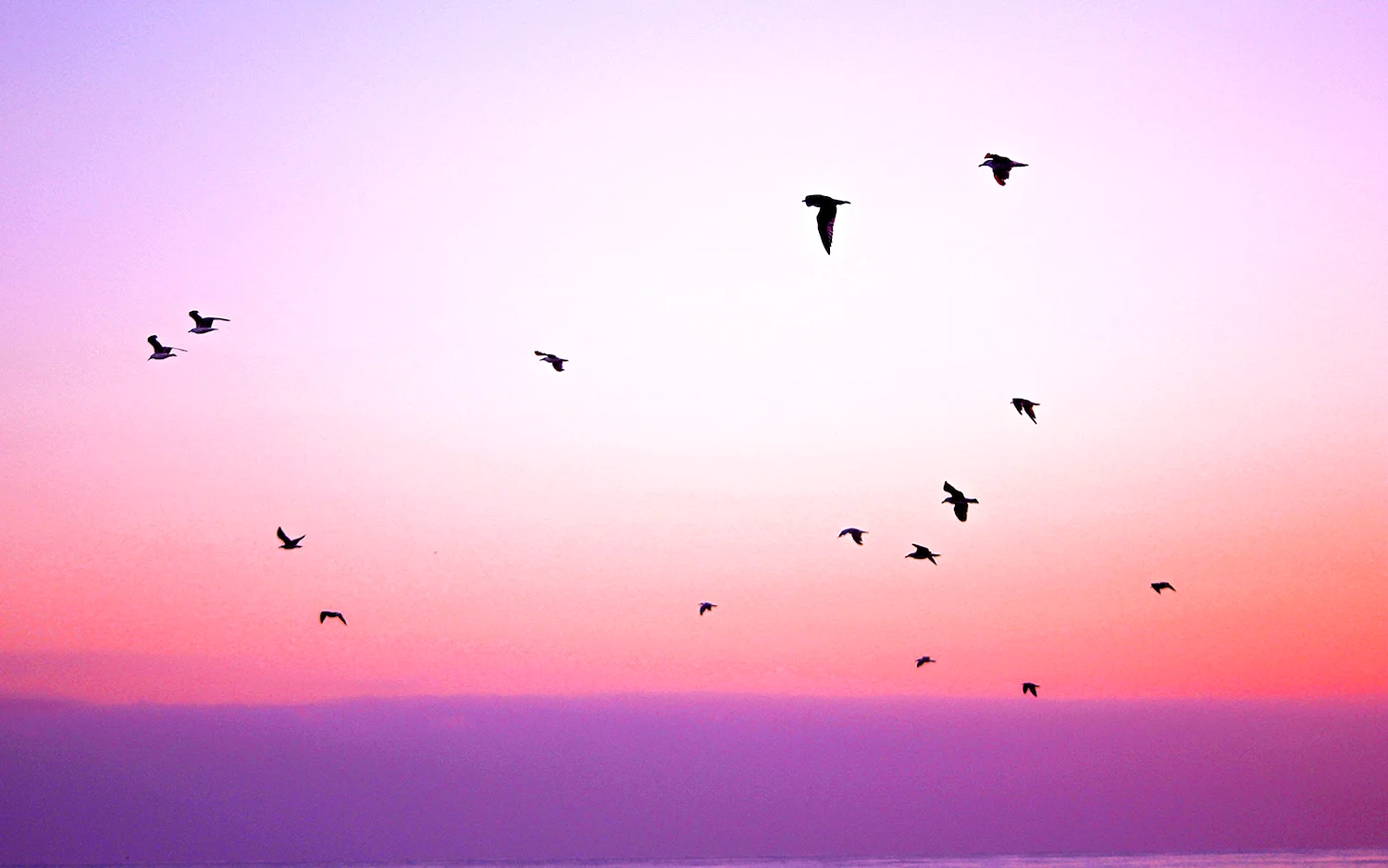 Птицы в небе