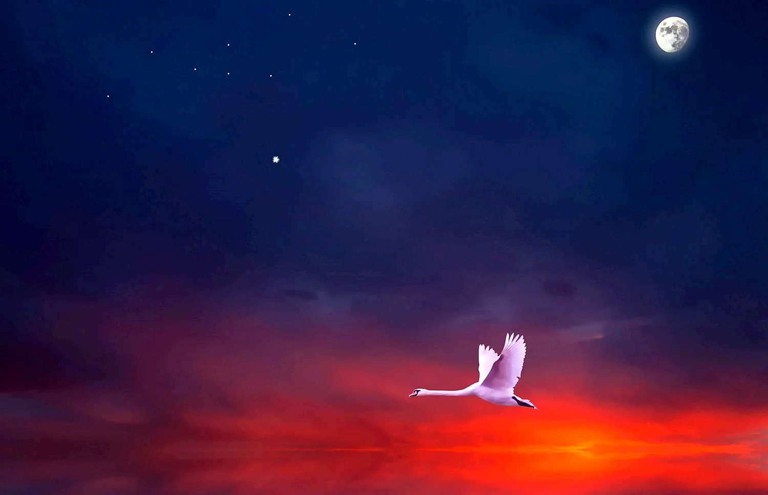 Птицы в ночном небе