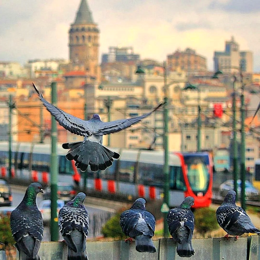 Птицы в Стамбуле