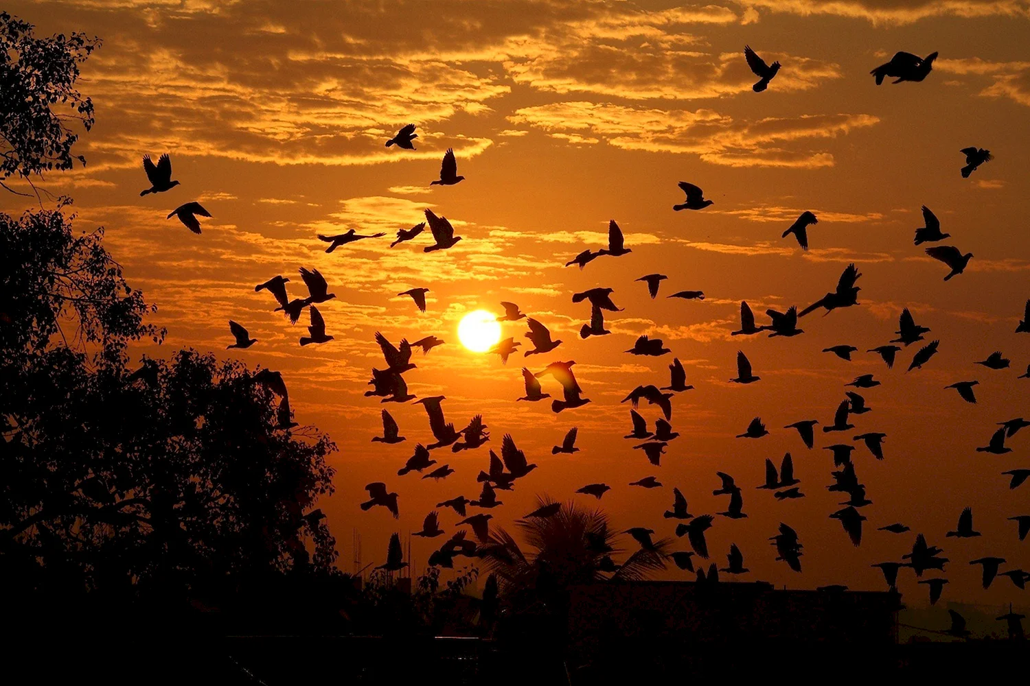 Птицы в Вечернем небе