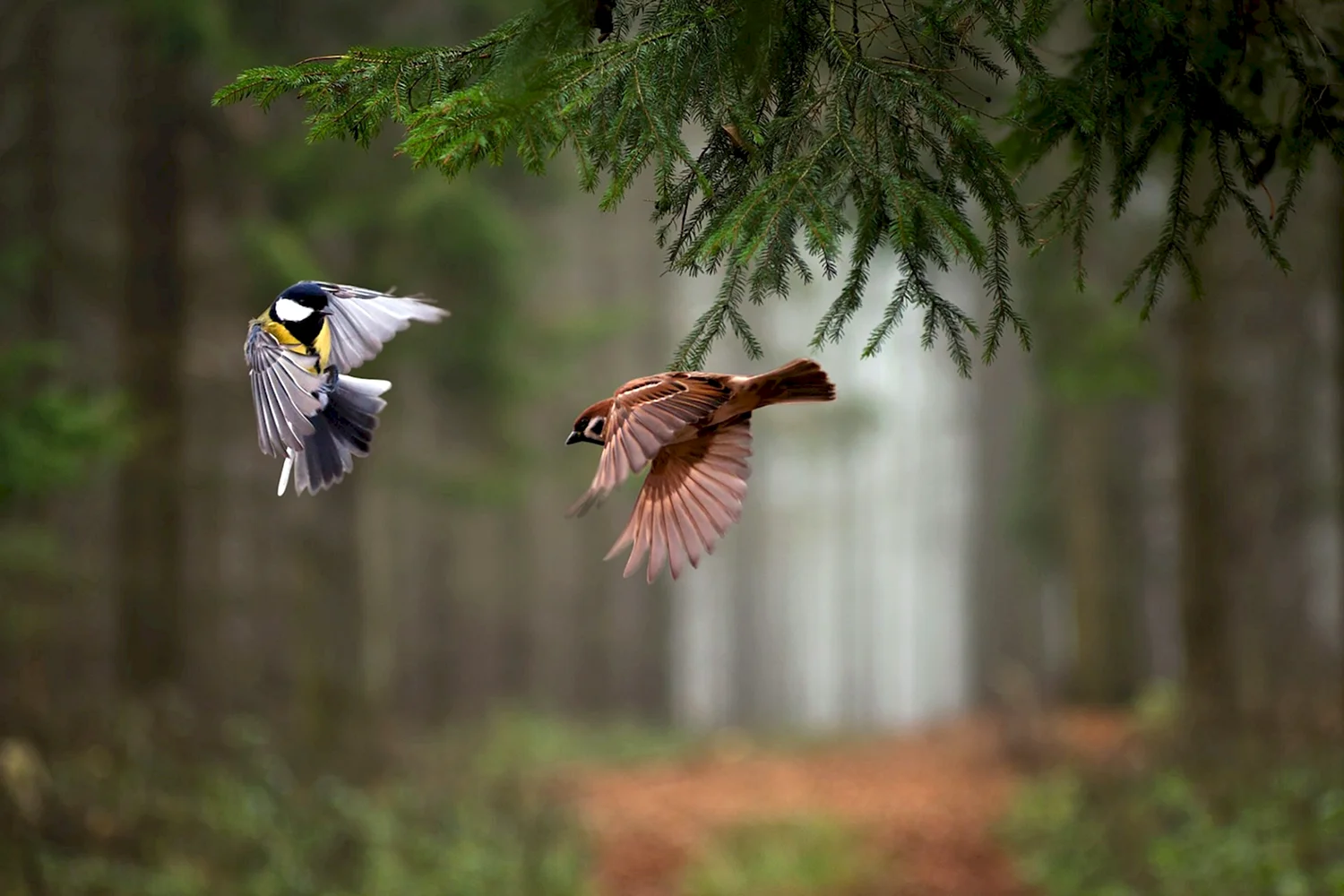 Птицы в весеннем лесу