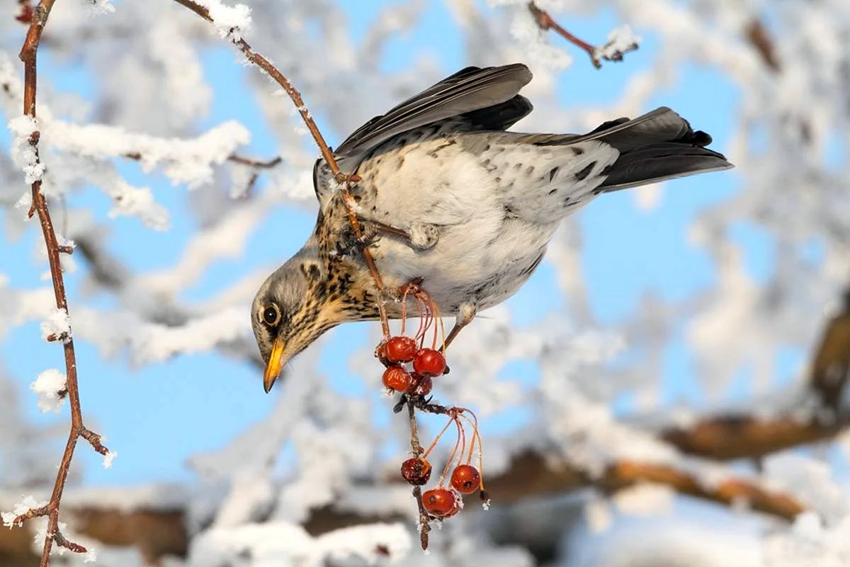 Птицы Весна Сибирь