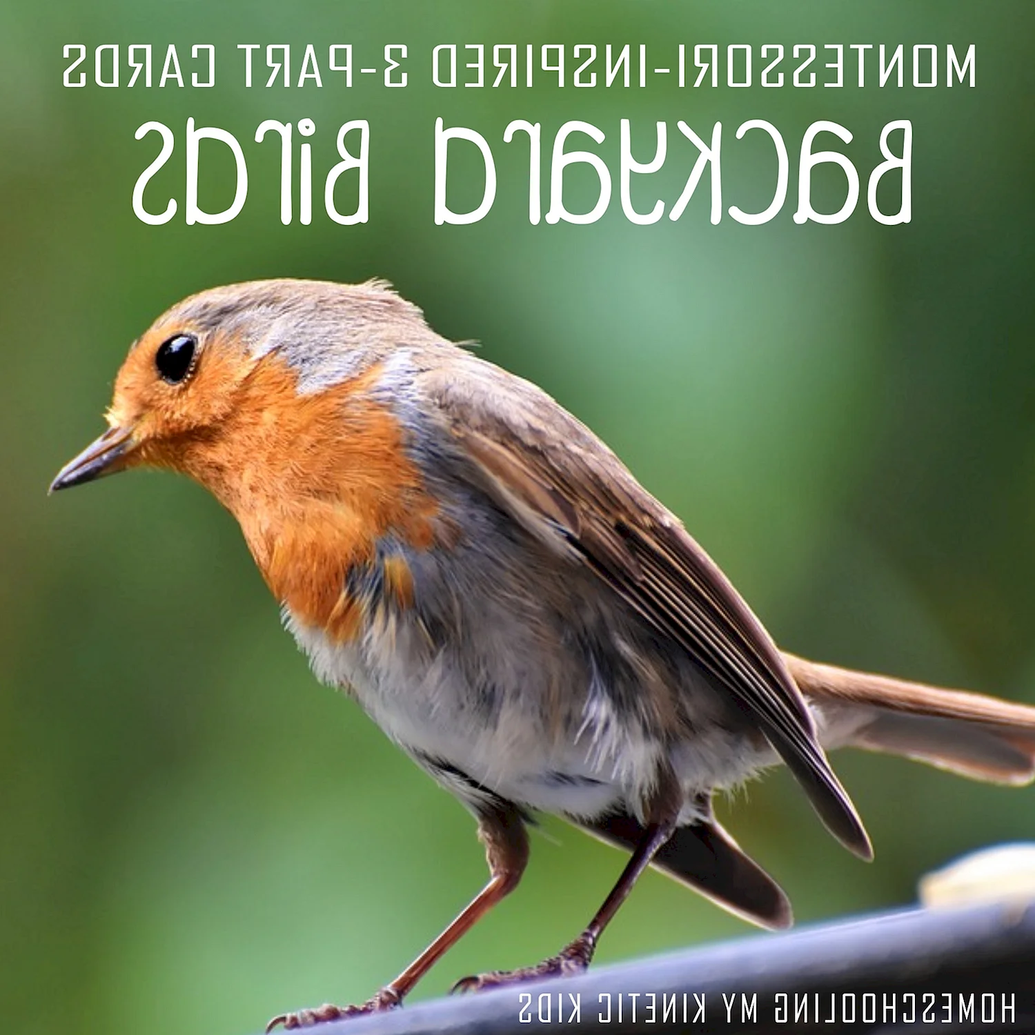 Птицы Зарянка Зяблик Дрозд