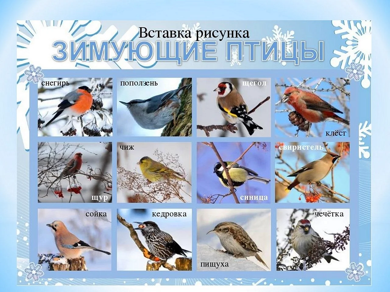 Птицы зимующие в России в средней полосе России