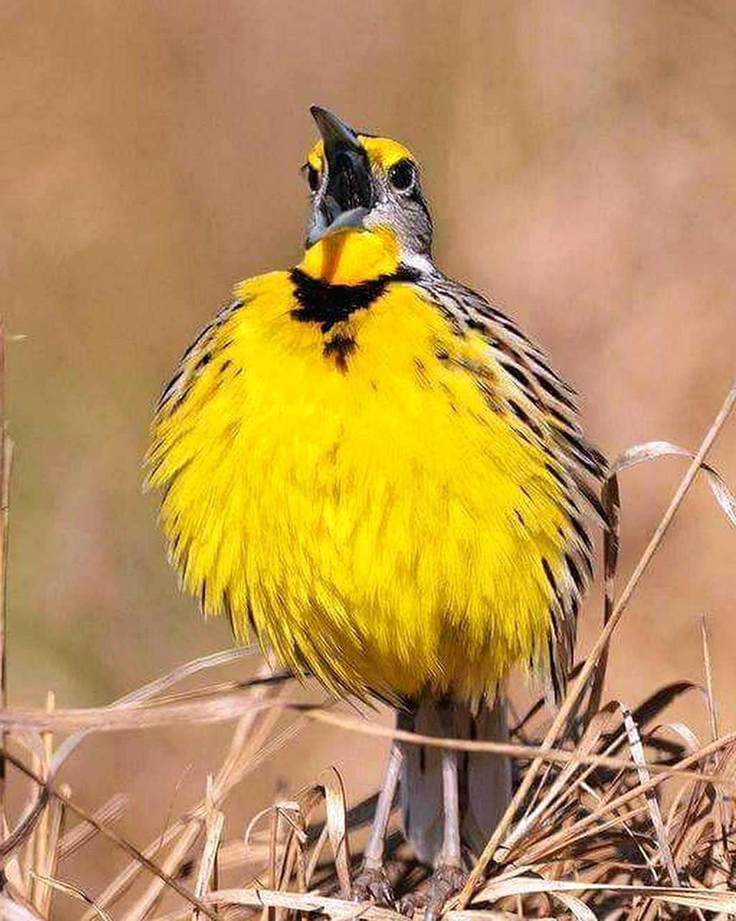 Птицыс жёлтоватой грудкой