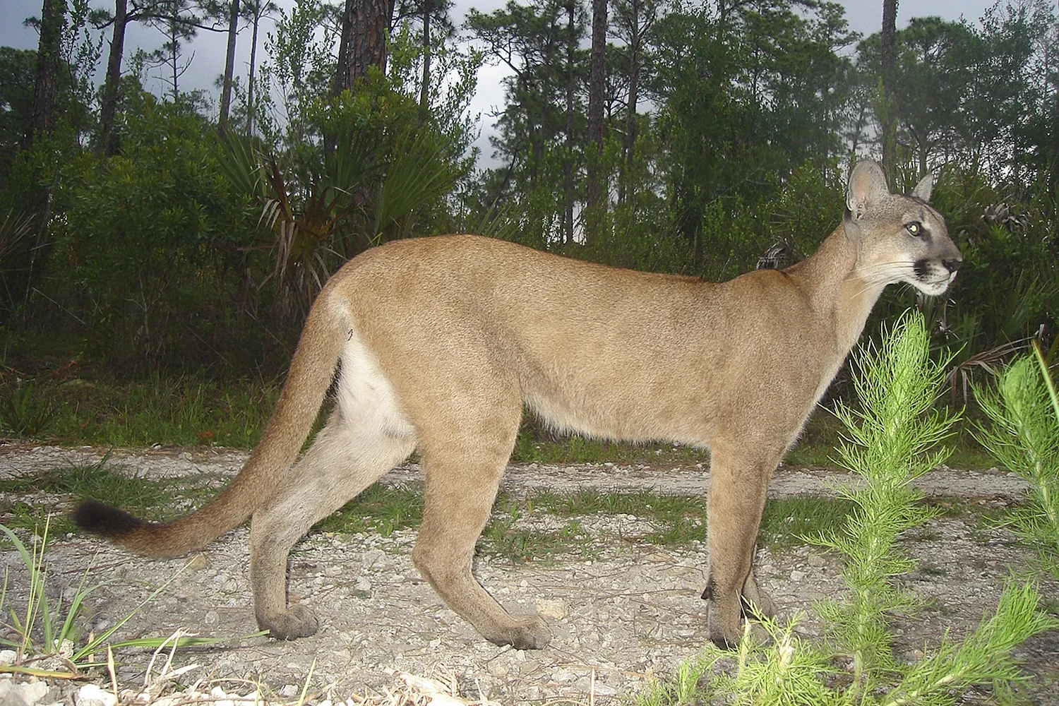 Puma concolor capricornensis