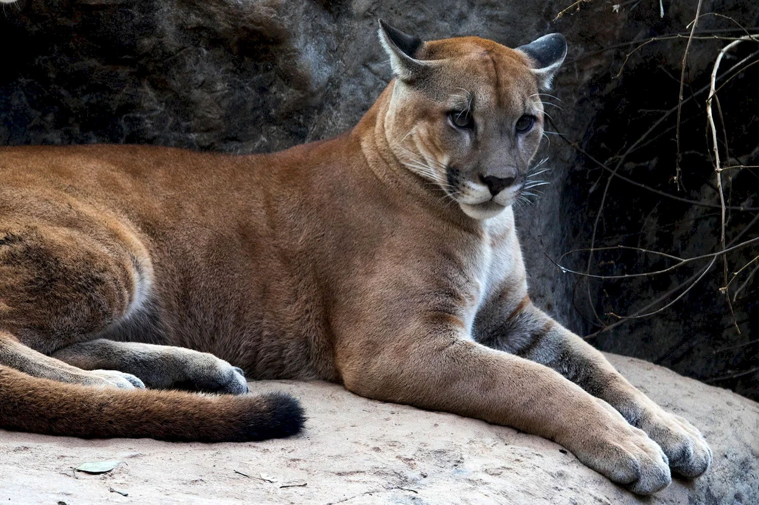 Puma concolor costaricensis
