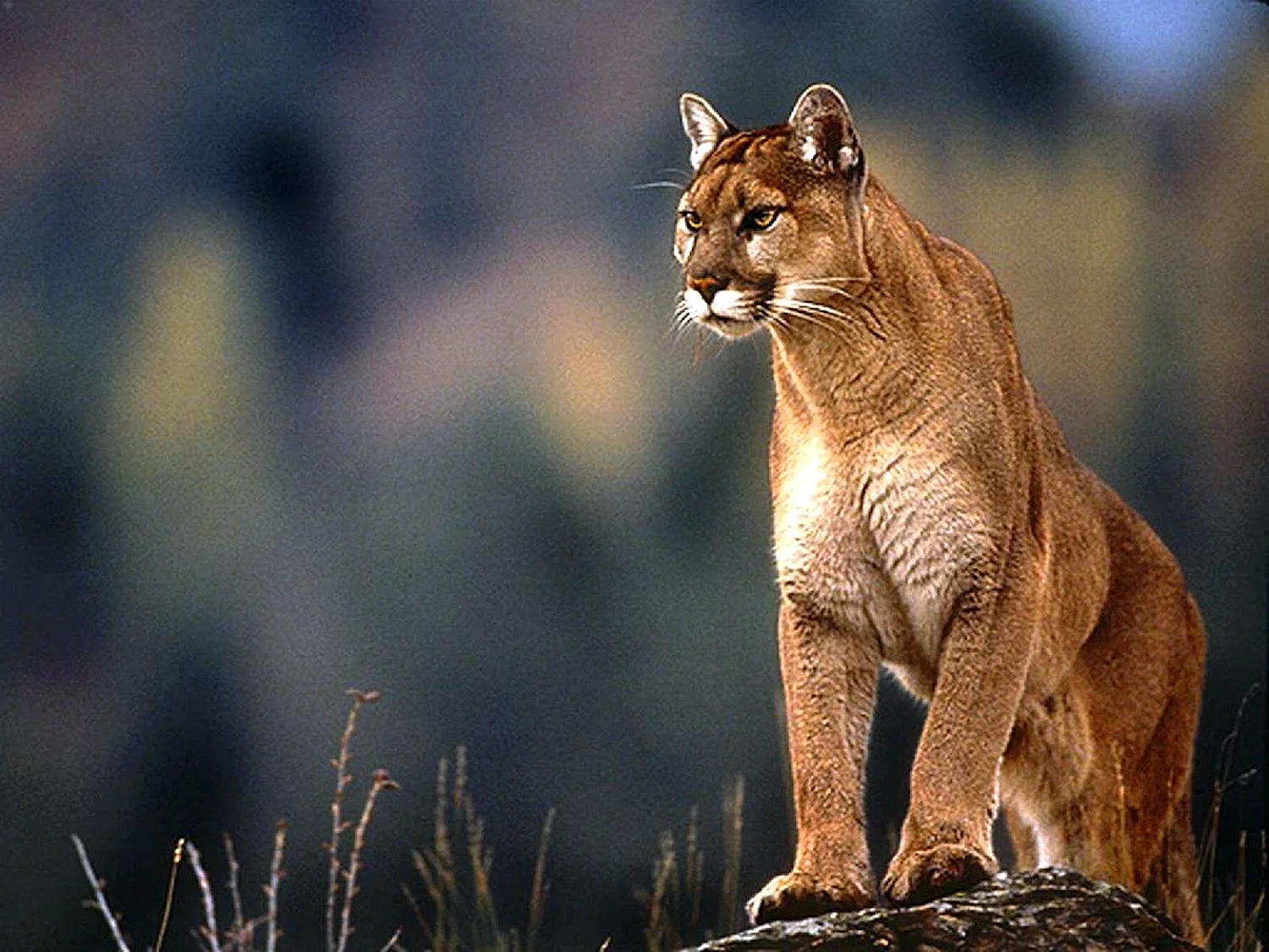 Пума (Puma concolor):