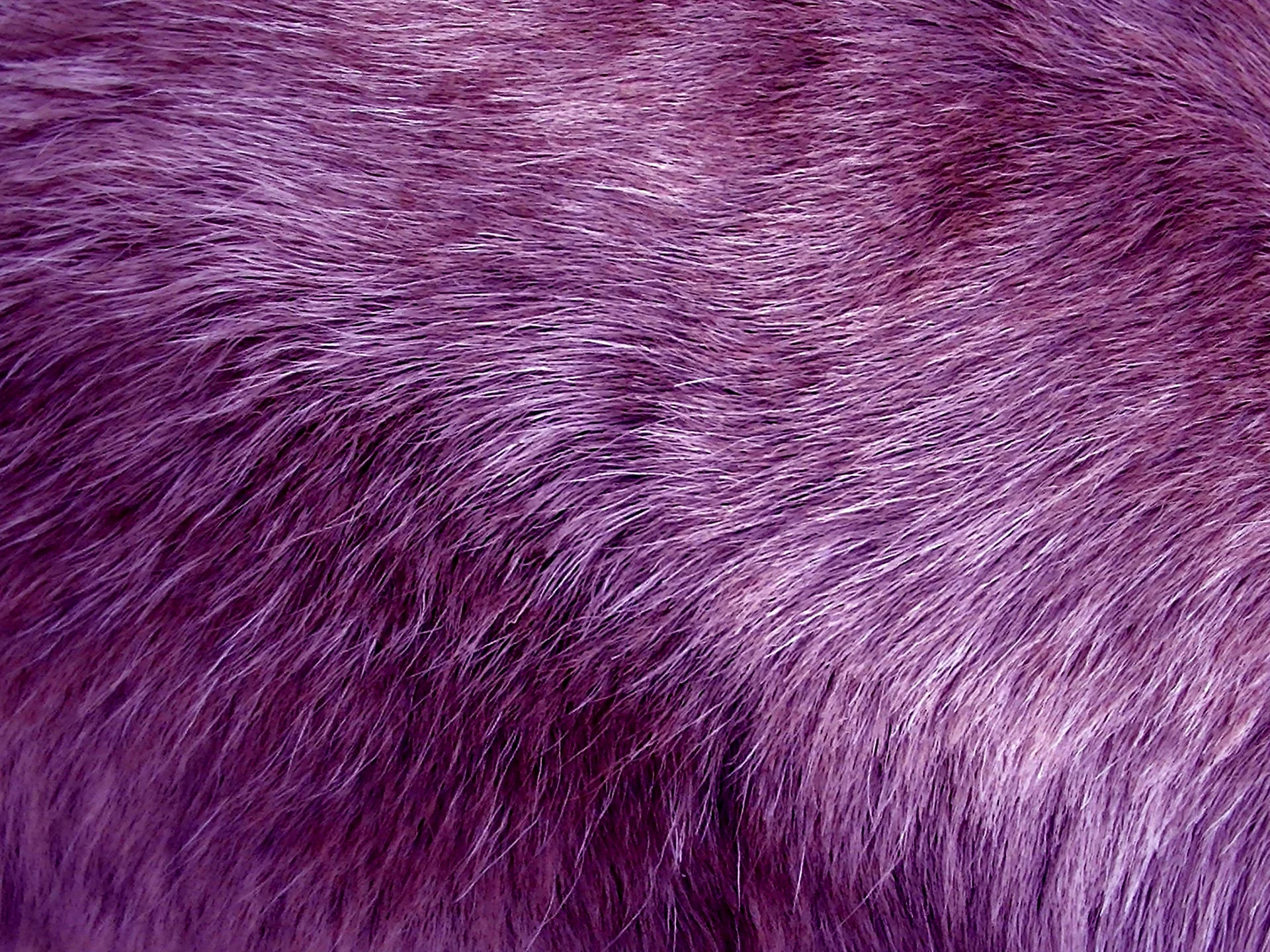 Пурпурная шерсть