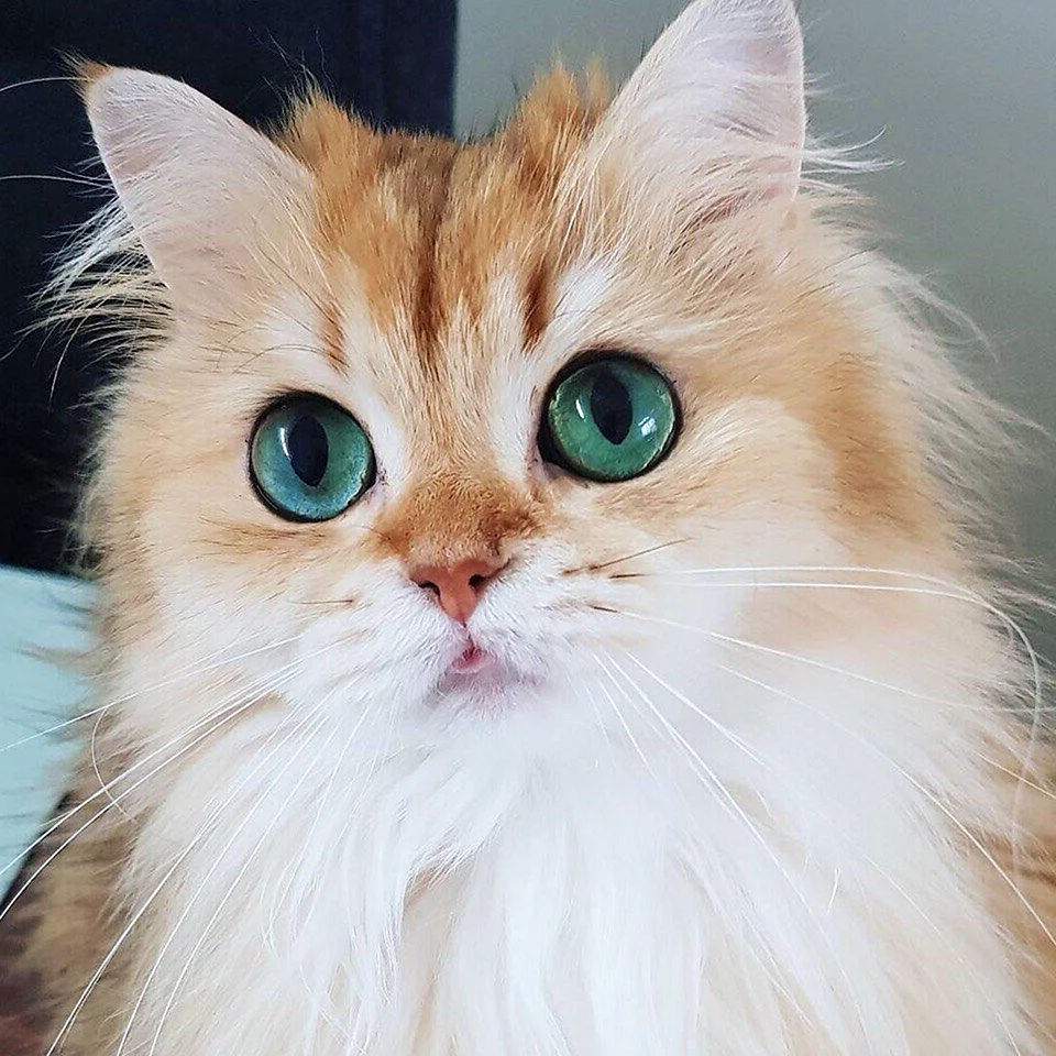 Пушистая кошка с зелеными глазами