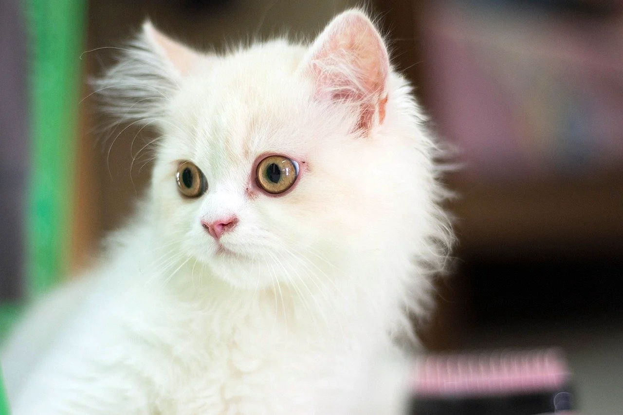 Пушистые белые котята с зелёными глазами