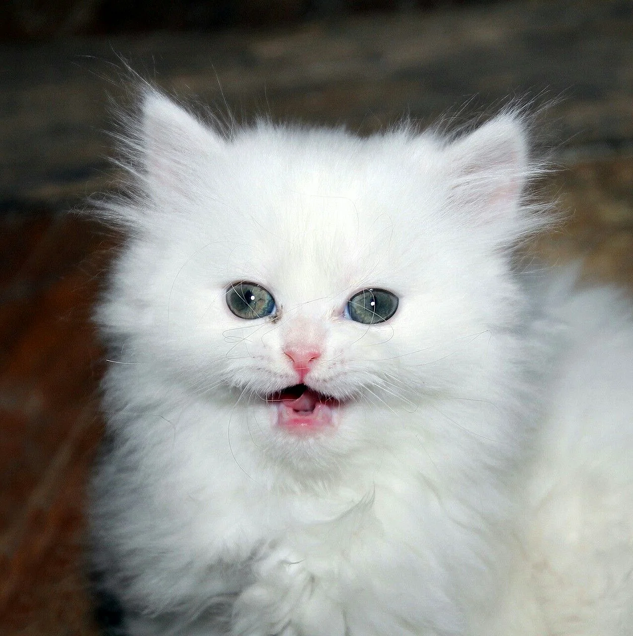 Пушистый Беленький котенок
