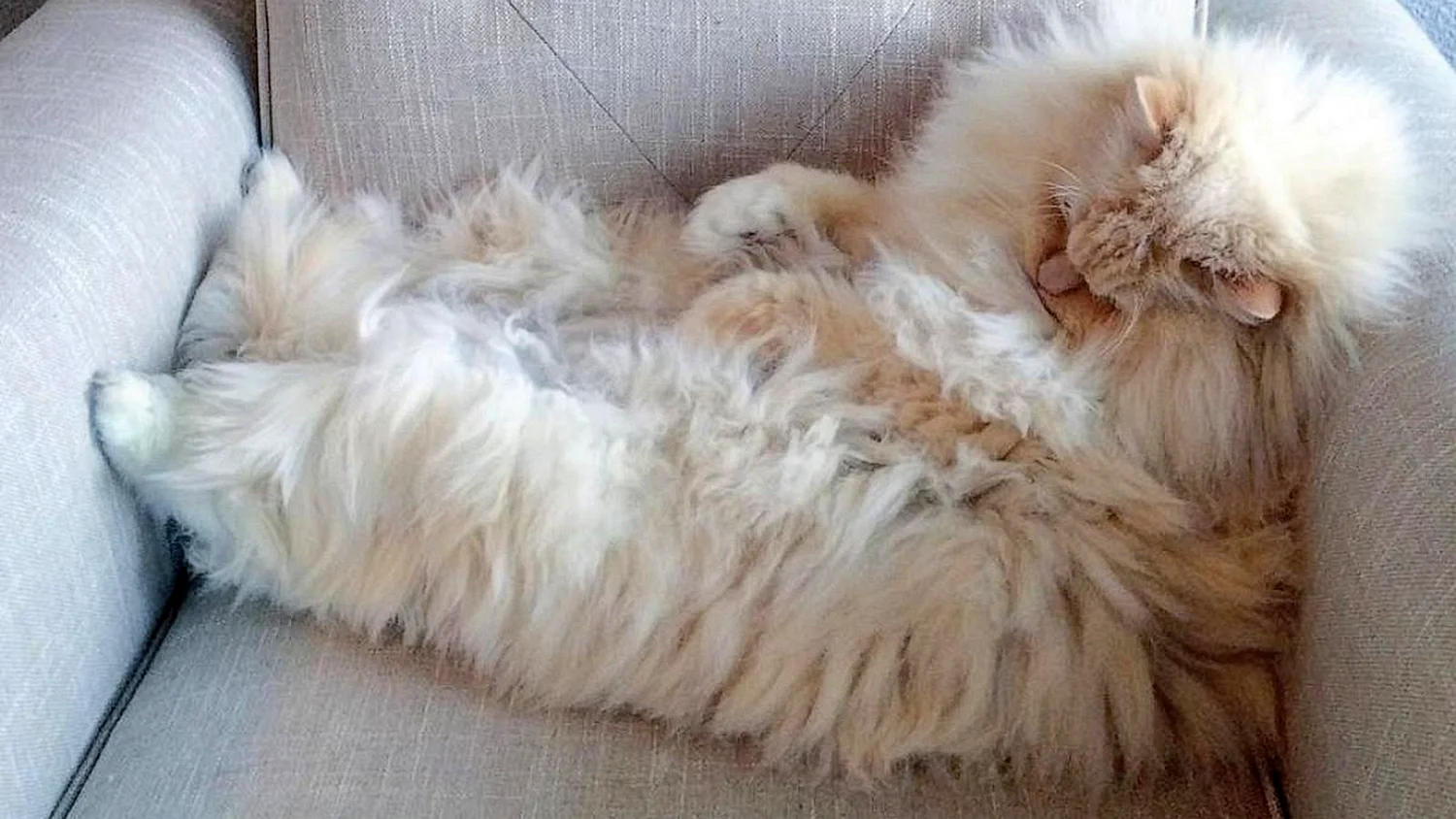 Пушистый кот на диване
