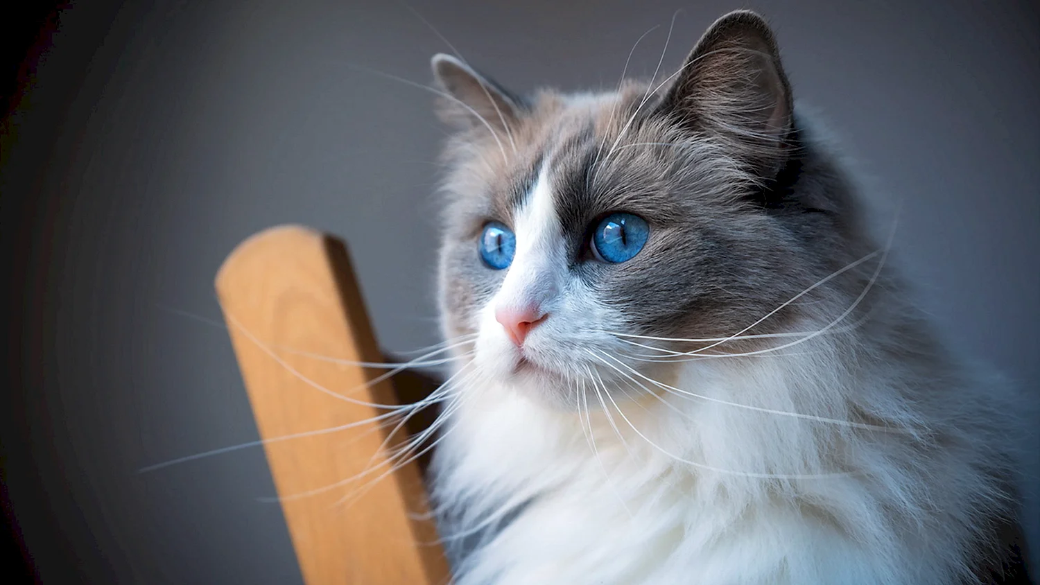Пушистый кот с голубыми глазами