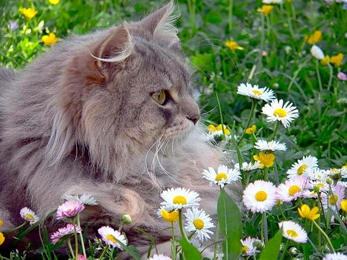 Пушистый кот в цветах