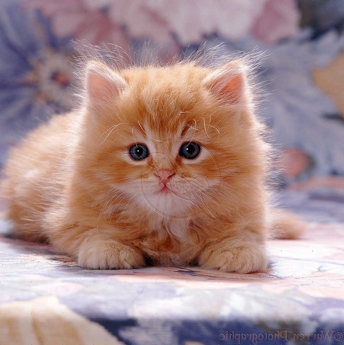 Пушистый рыжий котенок полуперс