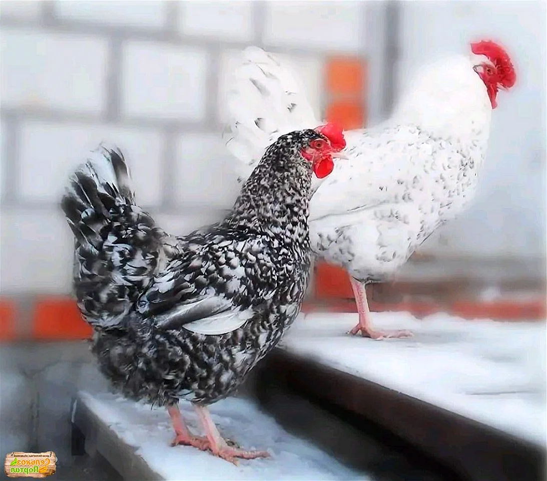 Пушкинская полосато-пестрая порода кур