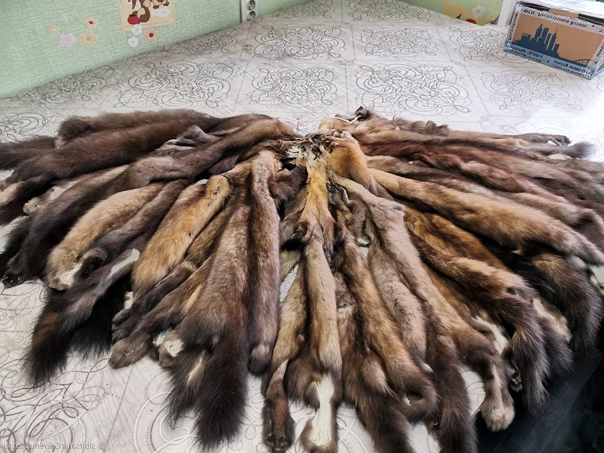Пушнина Соболь Сибирский