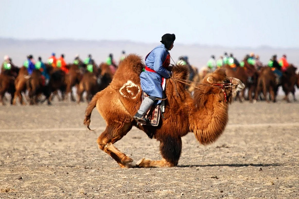 Пустыня Гоби гонки на верблюдах