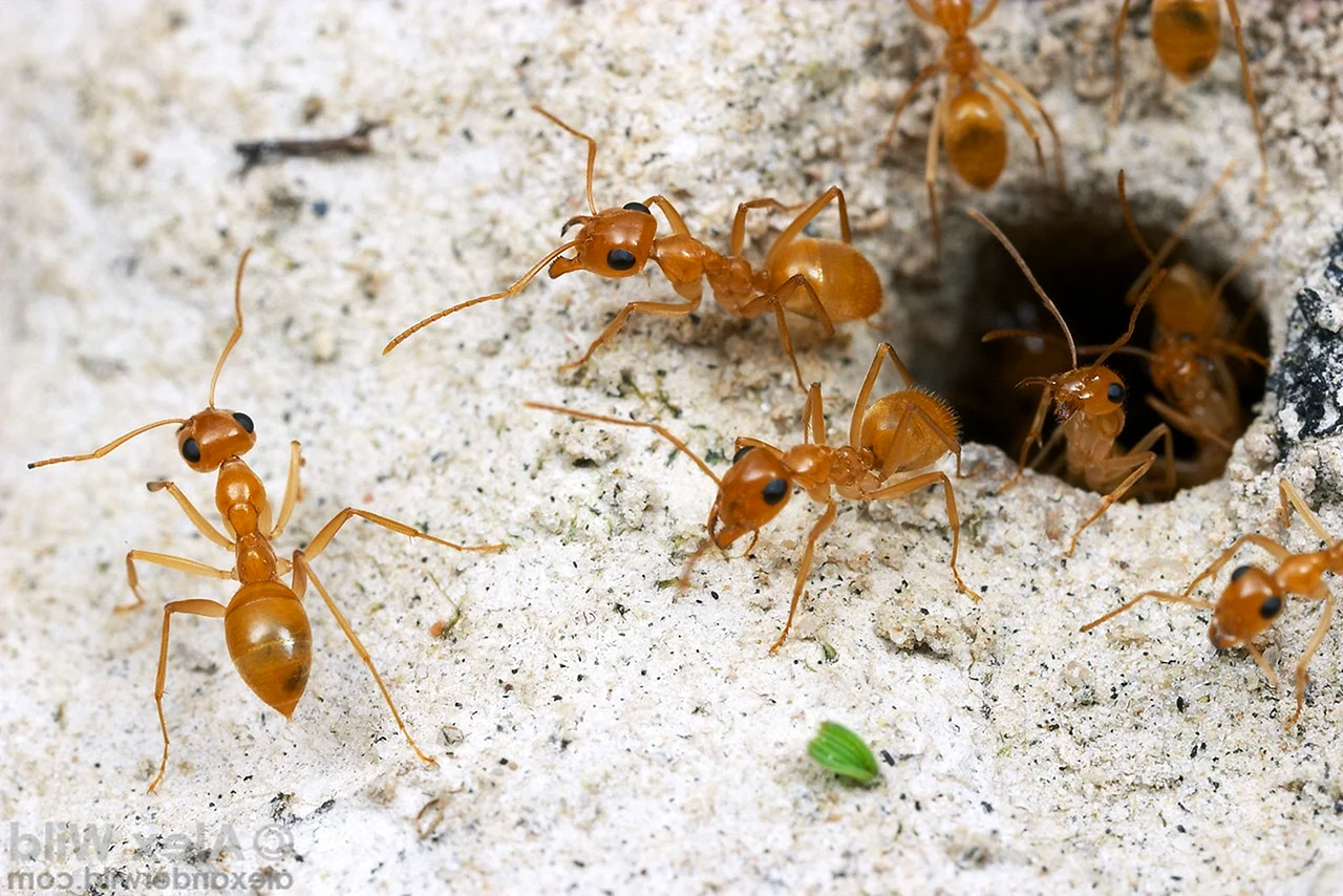 Пустынные муравьи