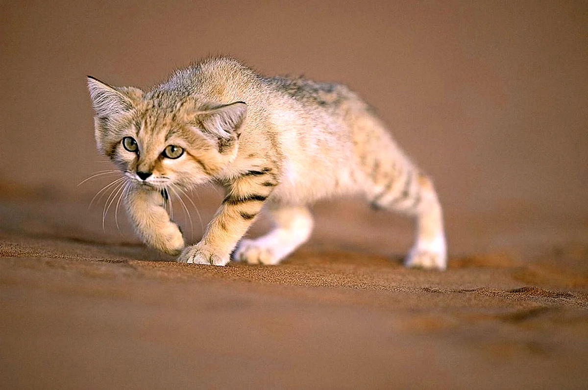 Пустынный барханный кот