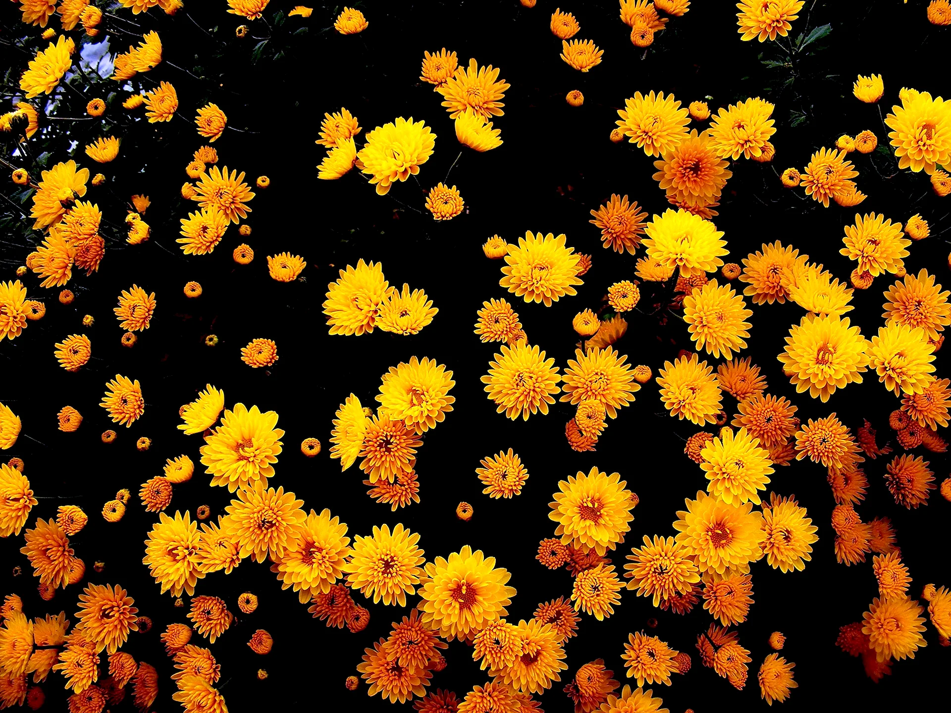 Пыльца хризантем