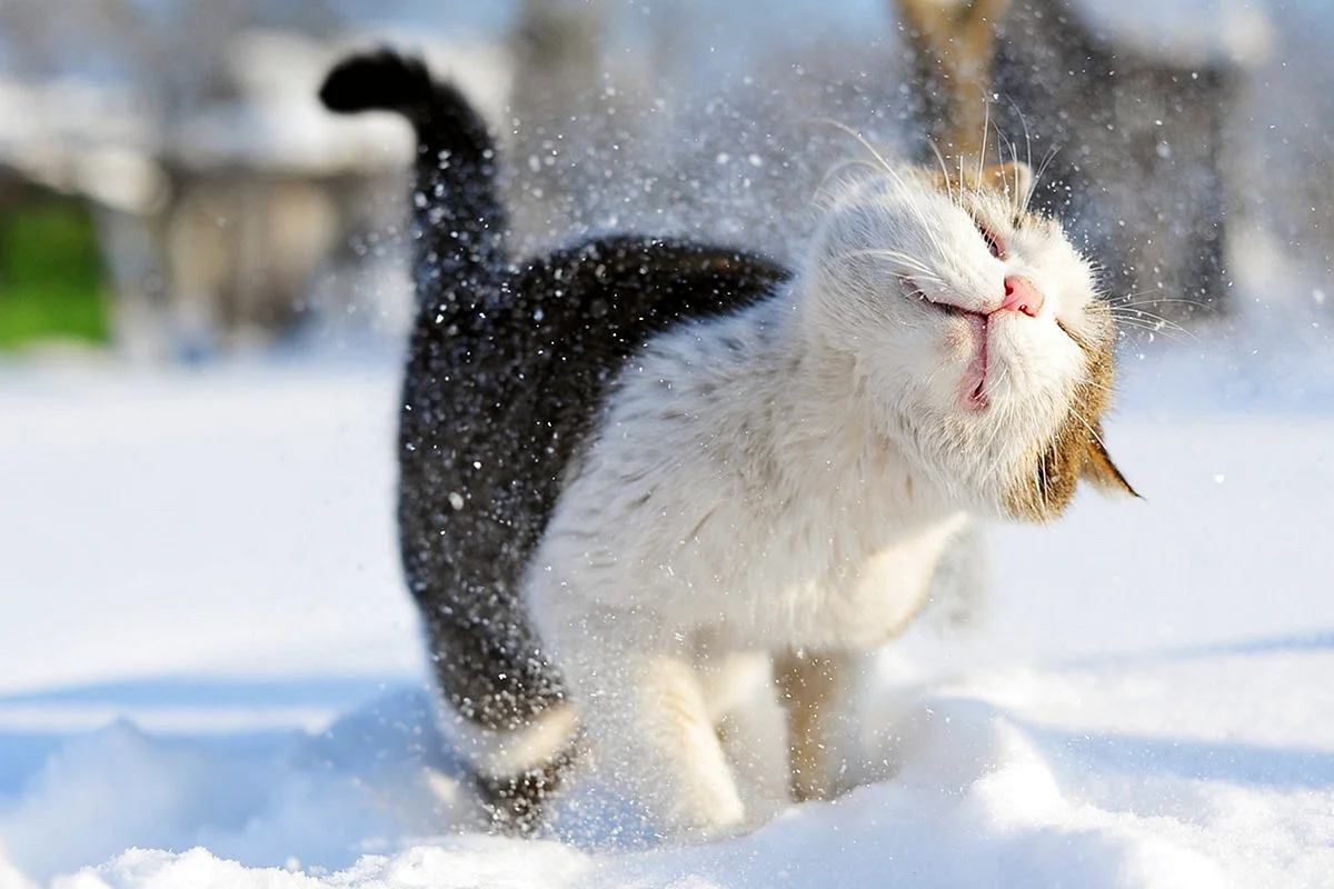 Радость снегу