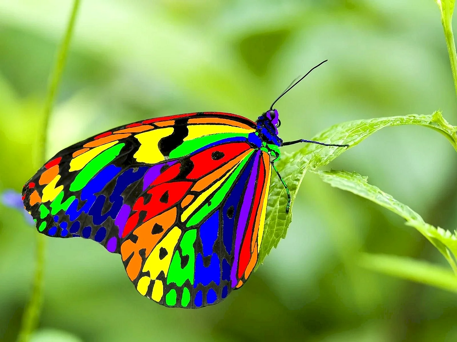 Радужная бабочка Хоопонопоно