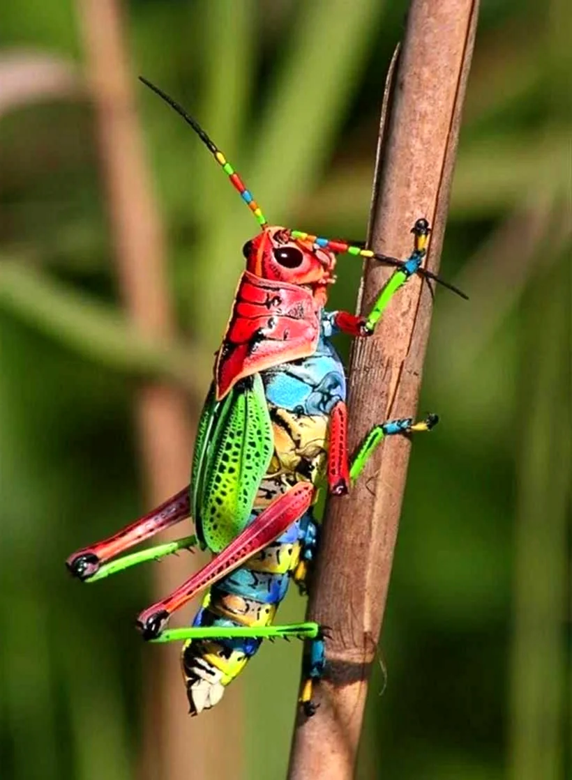 Радужный кузнечик Dactylotum bicolor
