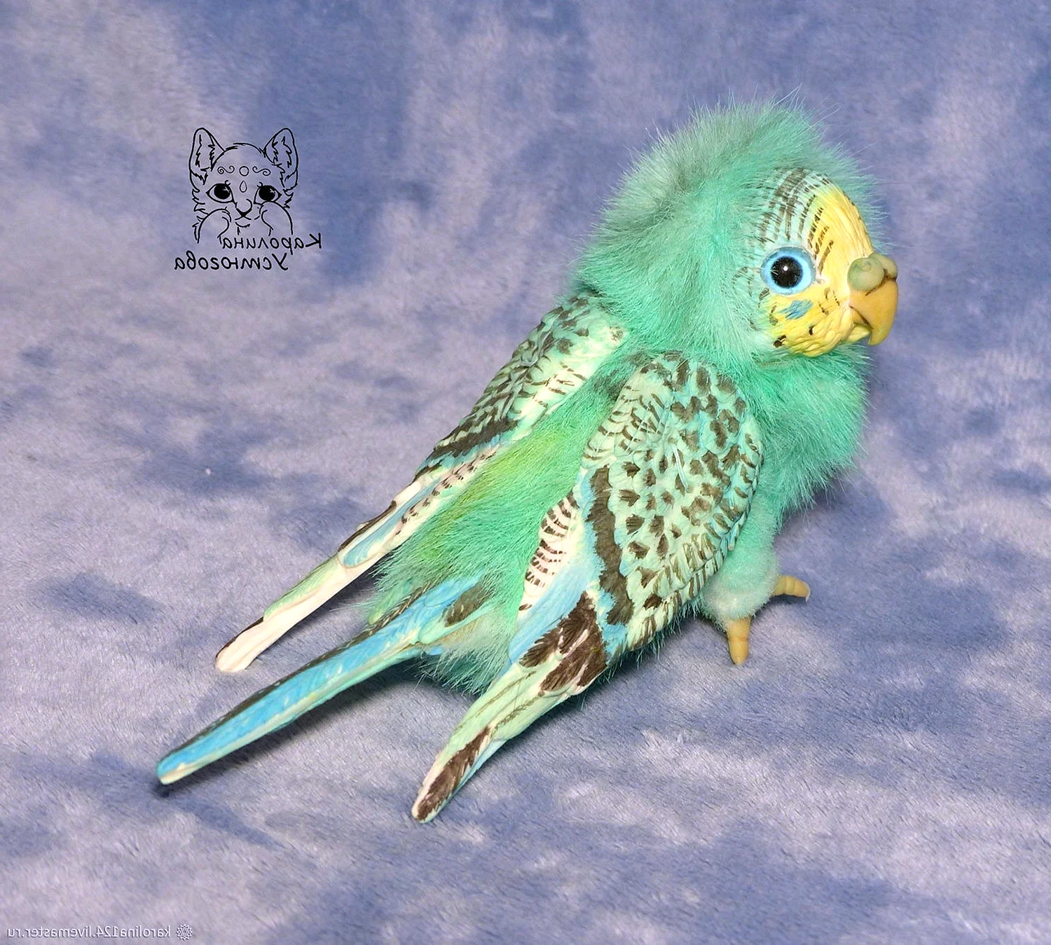 Радужный Пинто волнистый попугай