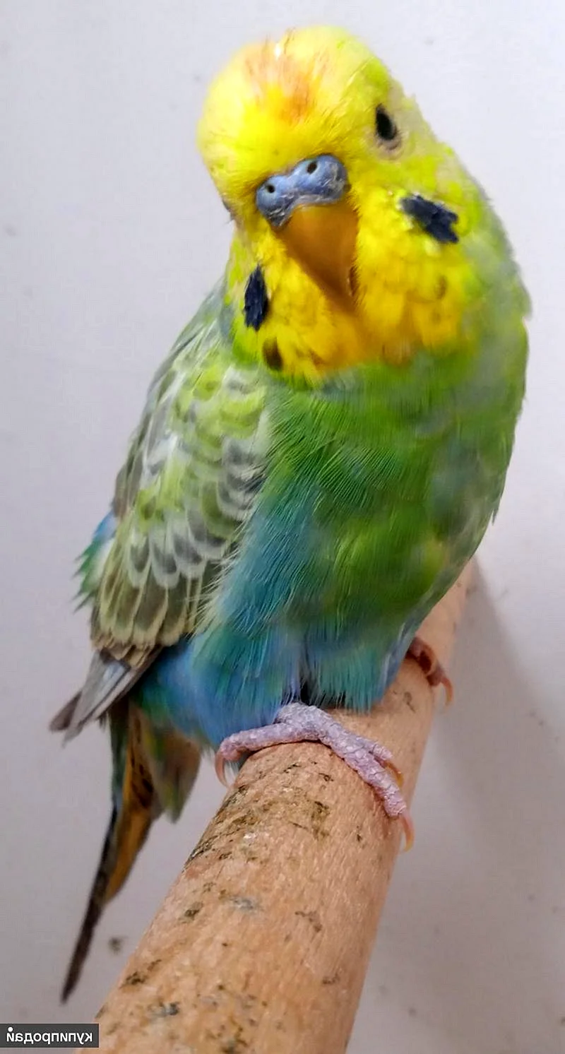 Радужный попугай волнистик