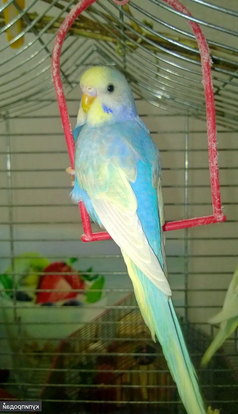Радужный волнистый попугай