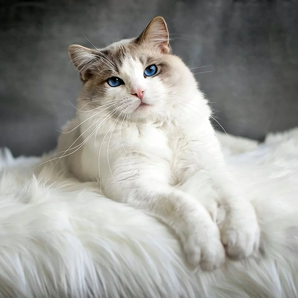 Рагамаффин порода кошек голубая