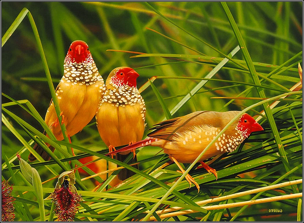 Райские птицы амадины