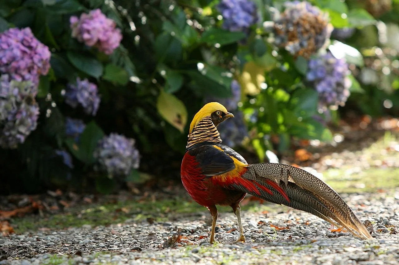 Райские птицы новой Зеландии